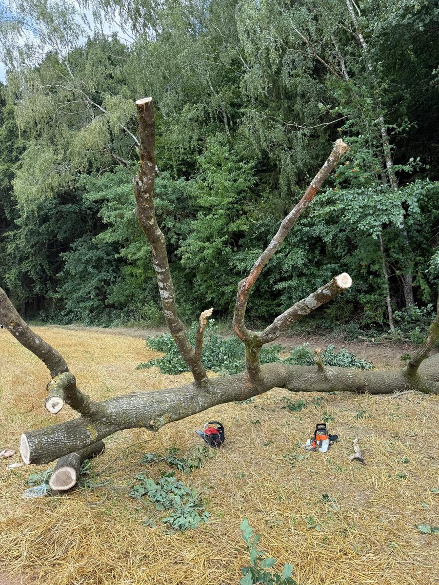 Person bei Waldarbeitern unter Baum — Bild 1 von 4